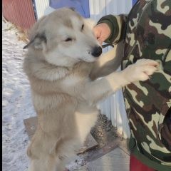 Подробнее об объявлении «Найдена собака кобель срочно Серебряные Пруды» Фото: найдена собака  «Найдена собака кобель срочно Серебряные Пруды» в г. Серебряные Пруды