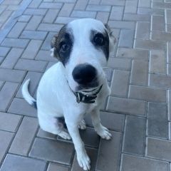 Подробнее об объявлении «Найдена собака кобель Ростов-на-Дону» Фото: найдена собака  «Найдена собака кобель Ростов-на-Дону» в г. Ростов-на-Дону