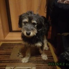 Подробнее об объявлении «Найдена собака Хабаровск» Фото: найдена собака  «Найдена собака Хабаровск» в г. Хабаровск