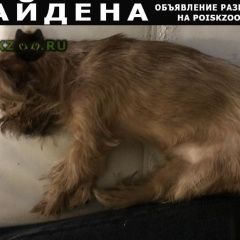 Подробнее об объявлении «Найдена собака Санкт-Петербург» Фото: найдена собака  «Найдена собака Санкт-Петербург» в г. Санкт-Петербург