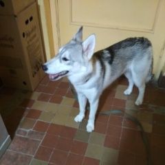 Подробнее об объявлении «Найдена собака породы хаски Москва» Фото: найдена собака Сибирская хаски «Найдена собака породы хаски Москва» в г. Москва