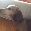 Подробнее об объявлении «Найдена собака Нижний Новгород» Фото: найдена собака Такса «Найдена собака Нижний Новгород» в г. Нижний Новгород