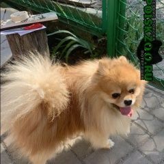 Подробнее об объявлении «Воронеж Найдена собака» Фото: найдена собака  «Воронеж Найдена собака» в г. Воронеж