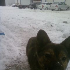 Подробнее об объявлении «Энгельс Найдена собака кобель кабель молодой с ошейником и на цепи» Фото: найдена собака  «Энгельс Найдена собака кобель кабель молодой с...» в г. Энгельс