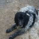 Подробнее об объявлении «Найдена собака Нижний Новгород» Фото: найдена собака  «Найдена собака Нижний Новгород» в г. Нижний Новгород