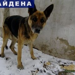 Подробнее об объявлении «Симферополь Найдена собака кто потерял друга?» Фото: найдена собака  «Симферополь Найдена собака кто потерял друга?» в г. Симферополь