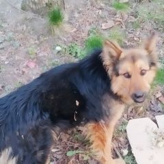 Подробнее об объявлении «Найдена собака ей очень страшно.. Москва» Фото: найдена собака Немецкая овчарка «Найдена собака ей очень страшно.. Москва» в г. Москва