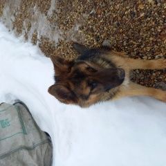 Подробнее об объявлении «Нарофоминск Найдена собака кобель молодой кобель овчарки» Фото: найдена собака Немецкая овчарка «Нарофоминск Найдена собака кобель молодой...» в г. Нарофоминск