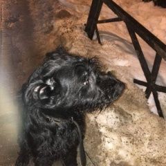 Подробнее об объявлении «Нижний Новгород Найдена собака безумно добрая» Фото: найдена собака  «Нижний Новгород Найдена собака безумно добрая» в г. Нижний Новгород