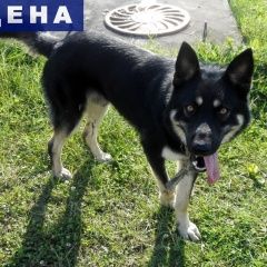 Подробнее об объявлении «Сургут Найдена собака кобель» Фото: найдена собака  «Сургут Найдена собака кобель» в г. Сургут