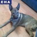 Подробнее об объявлении «Киров (Кировская обл.) Найдена собака» Фото: найдена собака  «Киров (Кировская обл.) Найдена собака» в г. Киров (Кировская обл.)