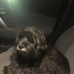 Подробнее об объявлении «Казань Найдена собака в коричневом ошейнике.» Фото: найдена собака  «Казань Найдена собака в коричневом ошейнике.» в г. Казань