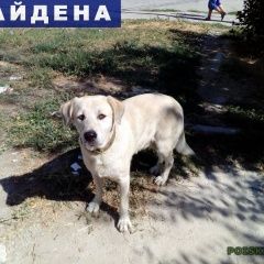 Подробнее об объявлении «Таганрог Найдена собака кобель лабрадор с ошейником» Фото: найдена собака  «Таганрог Найдена собака кобель лабрадор с...» в г. Таганрог
