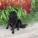 Подробнее об объявлении «Воронеж Найдена собака кобель» Фото: найдена собака  «Воронеж Найдена собака кобель» в г. Воронеж