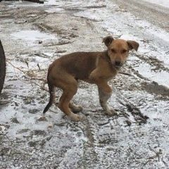 Подробнее об объявлении «Найдена собака кобель Курган» Фото: найдена собака  «Найдена собака кобель Курган» в г. Курган