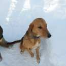 Подробнее об объявлении «Рыбное Найдена собака» Фото: найдена собака  «Рыбное Найдена собака» в г. Рыбное