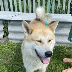 Подробнее об объявлении «Старожилово Найдена собака кобель» Фото: найдена собака Акита-ину «Старожилово Найдена собака кобель» в г. Старожилово