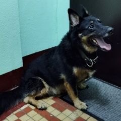 Подробнее об объявлении «Найдена собака короткие лапки, толстый, чёрный, ниже к. Москва» Фото: найдена собака  «Найдена собака короткие лапки, толстый, чёрный,...» в г. Москва