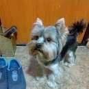 Подробнее об объявлении «Найдена собака кобель Череповец» Фото: найдена собака Йоркширский терьер «Найдена собака кобель Череповец» в г. Череповец