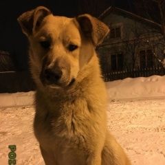 Подробнее об объявлении «Ярославль Найдена собака отдам хозяину или в добрые руки» Фото: найдена собака  «Ярославль Найдена собака отдам хозяину или в...» в г. Ярославль