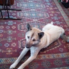 Подробнее об объявлении «Найдена собака кобель была на дк кировского Кемерово» Фото: найдена собака  «Найдена собака кобель была на дк кировского...» в г. Кемерово