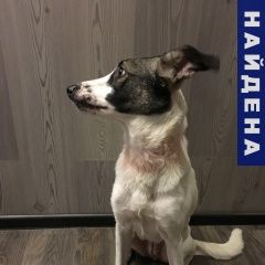Подробнее об объявлении «Найдена собака Москва» Фото: найдена собака  «Найдена собака Москва» в г. Москва