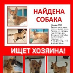 Подробнее об объявлении «Найдена собака, сука, метис овчарки Москва» Фото: найдена собака  «Найдена собака, сука, метис овчарки Москва» в г. Москва