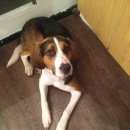 Подробнее об объявлении «Москва Найдена собака кобель гончая» Фото: найдена собака  «Москва Найдена собака кобель гончая» в г. Москва