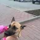 Подробнее об объявлении «Климовск Найдена собака» Фото: найдена собака  «Климовск Найдена собака» в г. Климовск