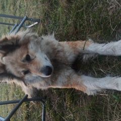 Подробнее об объявлении «Рыбинск Найдена собака деревня крестцы. ое водохранилище» Фото: найдена собака  «Рыбинск Найдена собака деревня крестцы. ое...» в г. Рыбинск