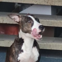 Подробнее об объявлении «Витебск Найдена собака» Фото: найдена собака  «Витебск Найдена собака» в г. Витебск