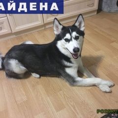 Подробнее об объявлении «Найдена собака нашлась собака Санкт-Петербург» Фото: найдена собака  «Найдена собака нашлась собака Санкт-Петербург» в г. Санкт-Петербург
