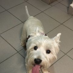 Подробнее об объявлении «Найдена собака кобель вест хайленд уайт терьер Валуево» Фото: найдена собака Вест хайленд уайт терьер «Найдена собака кобель вест хайленд уайт терьер...» в г. Валуево