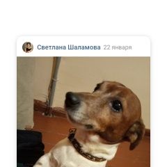 Подробнее об объявлении «Найдена собака кобель ищу хозяина пса Псков» Фото: найдена собака  «Найдена собака кобель ищу хозяина пса Псков» в г. Псков