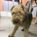 Подробнее об объявлении «Найдена собака кобель вельштерьер Дмитров» Фото: найдена собака Вельш-терьер «Найдена собака кобель вельштерьер Дмитров» в г. Дмитров