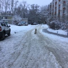 Подробнее об объявлении «Найдена собака Ульяновск» Фото: найдена собака  «Найдена собака Ульяновск» в г. Ульяновск