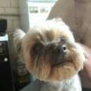 Подробнее об объявлении «Найдена собака Химки» Фото: найдена собака Йоркширский терьер «Найдена собака Химки» в г. Химки