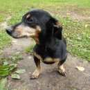 Подробнее об объявлении «Найдена собака нашлась такса (сука) д. боровая Смоленск» Фото: найдена собака Такса «Найдена собака нашлась такса (сука) д. боровая...» в г. Смоленск