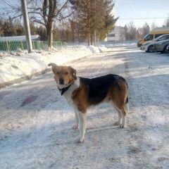 Подробнее об объявлении «Найдена собака кобель Москва» Фото: найдена собака  «Найдена собака кобель Москва» в г. Москва