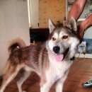 Подробнее об объявлении «Воронеж Найдена собака кобель. ищем хозяина.» Фото: найдена собака  «Воронеж Найдена собака кобель. ищем хозяина.» в г. Воронеж