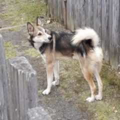 Подробнее об объявлении «Невьянск Найдена собака кобель лайка.» Фото: найдена собака  «Невьянск Найдена собака кобель лайка.» в г. Невьянск