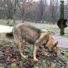 Подробнее об объявлении «Найдена собака Москва» Фото: найдена собака  «Найдена собака Москва» в г. Москва