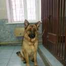 Подробнее об объявлении «Купавна Найдена собака немецкая овчарка» Фото: найдена собака Немецкая овчарка «Купавна Найдена собака немецкая овчарка» в г. Купавна
