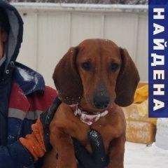 Подробнее об объявлении «Найдена собака такса Казань» Фото: найдена собака  «Найдена собака такса Казань» в г. Казань