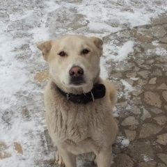 Подробнее об объявлении «Найдена собака кобель Вороново» Фото: найдена собака  «Найдена собака кобель Вороново» в г. Вороново