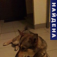 Подробнее об объявлении «Киров (Кировская обл.) Найдена собака кобель» Фото: найдена собака  «Киров (Кировская обл.) Найдена собака кобель» в г. Киров (Кировская обл.)