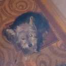 Подробнее об объявлении «Найдена собака кобель Тюмень» Фото: найдена собака  «Найдена собака кобель Тюмень» в г. Тюмень