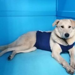 Подробнее об объявлении «Найдена собака Москва» Фото: найдена собака  «Найдена собака Москва» в г. Москва