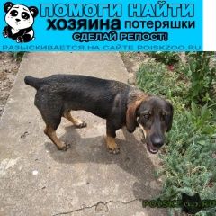 Подробнее об объявлении «Найдена собака Краснодар» Фото: найдена собака  «Найдена собака Краснодар» в г. Краснодар
