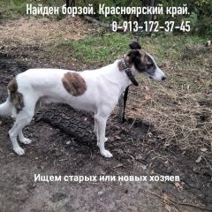 Подробнее об объявлении «Найдена собака кобель борзой или грейхаунд Зеленогорск (Красноярский край)» Фото: найдена собака Грейхаунд «Найдена собака кобель борзой или грейхаунд...» в г. Зеленогорск (Красноярский край)